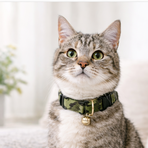 Kucing