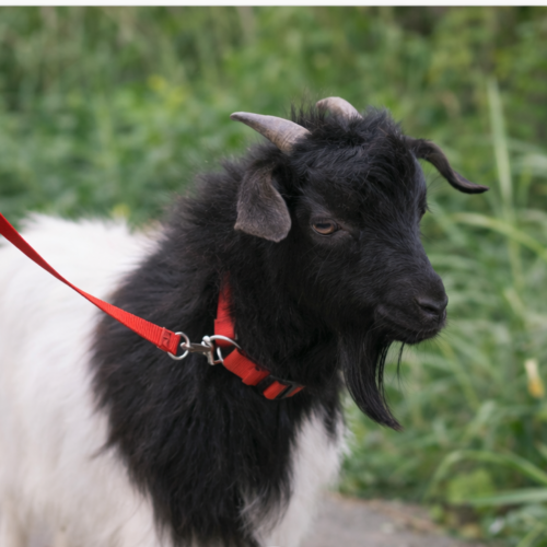 Kambing